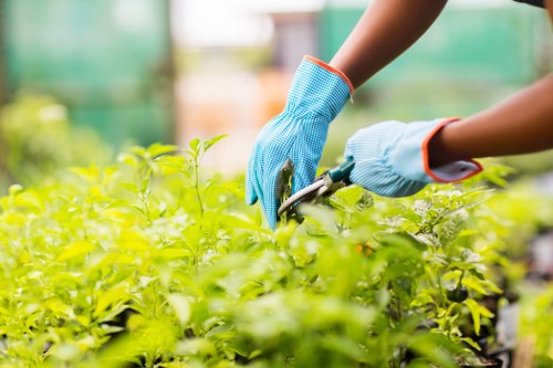 A close-up view of a gardener wearing light blue gloves with orange trim, trimming lush green foliage in a well-maintained outdoor garden. The plants are dense and vibrant, with bright green leaves filling the foreground and midground. In the background, there are blurred elements of a garden environment, possibly including trees, flower beds, and a greenhouse structure, suggesting a professional gardening setting in the Seven Sisters area. The scene is illuminated by natural daylight, indicating clear weather and a mild outdoor temperature. The overall composition highlights careful plant maintenance, supporting gardening and landscaping services offered by Lawn Mowing Seven Sisters, with a focus on healthy foliage and tidy garden care within a typical landscaped garden or backyard environment.